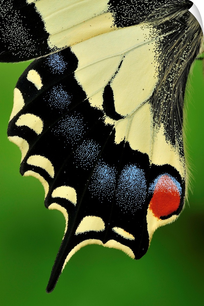 Swallowtail - wing detail - Switzerland