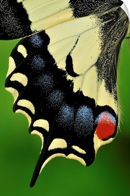 Oldworld Swallowtail butterfly wing detail, Switzerland
