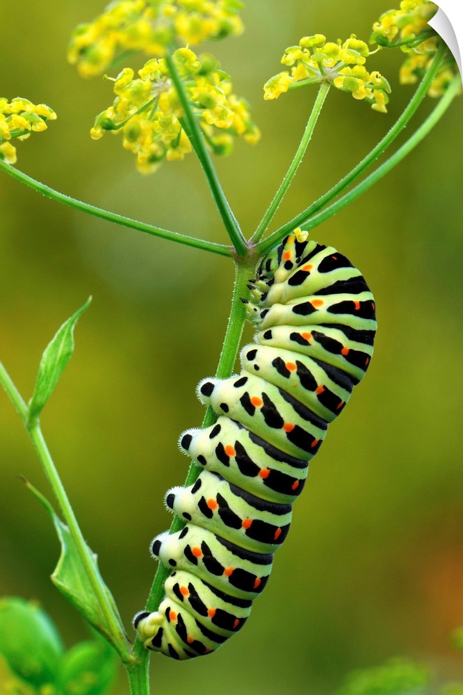 Swallowtail / Schwalbenschwanz - caterpillar - Switzerland