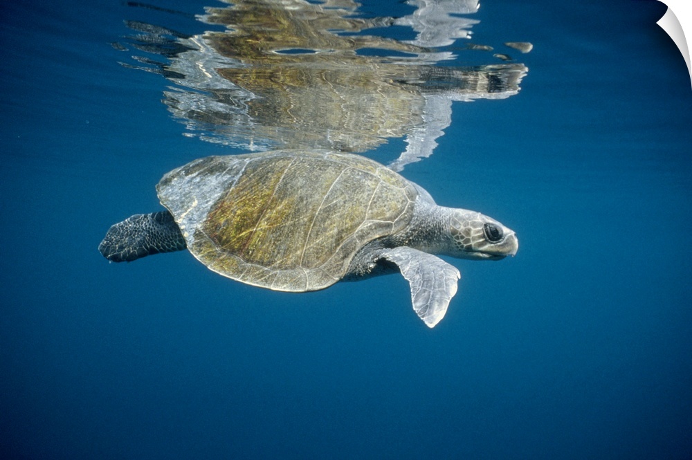 Olive Ridley Sea Turtle (Lepidochelys olivacea) swimming in open ocean, Galapagos Islands, Ecuador
