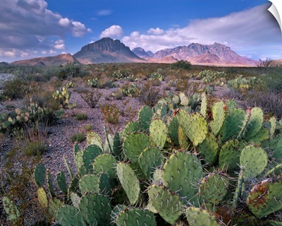 Opuntia cactus, Chisos Mountains, Big Bend National Park, Chihuahuan Desert, Texas