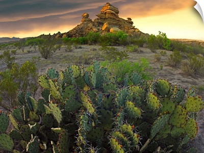 Opuntia (Opuntia sp) and hoodoos, Big Bend National Park, Chihuahuan Desert, Texas
