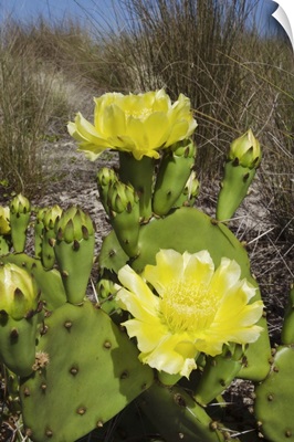 Opuntia (Opuntia sp) cactus flowering, Little St. Simon's Island, Georgia