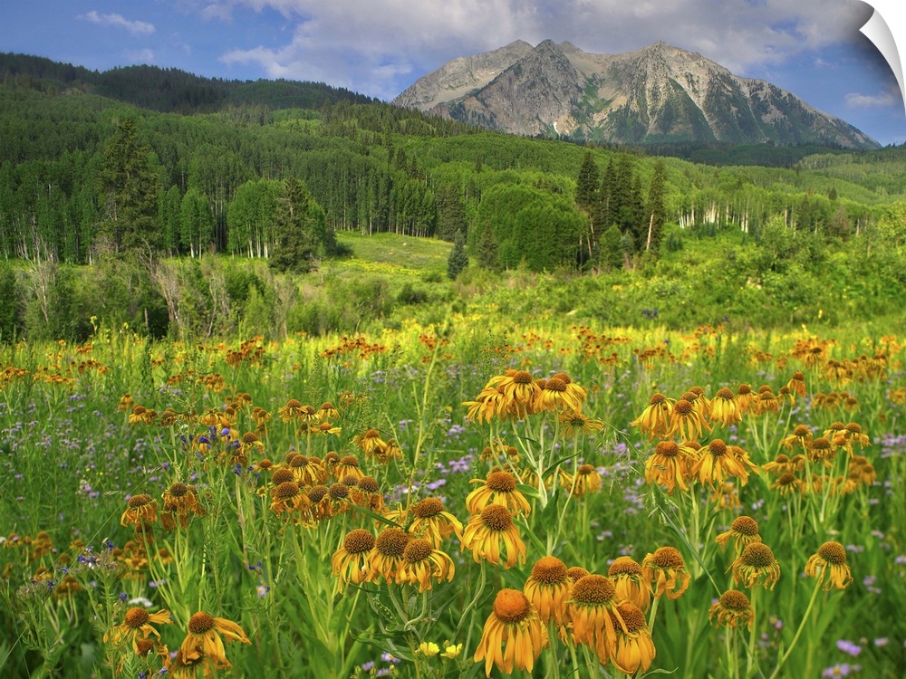 Orange Sneezeweed blooming in meadow with East Beckwith Mountain, Colorado