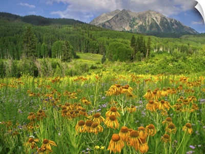 Orange Sneezeweed blooming in meadow with East Beckwith Mountain, Colorado