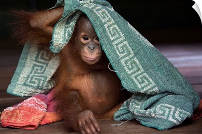Orangutan infant playing with towel, Borneo, Indonesia