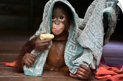 Orangutan playing with towel and holding banana, Borneo, Indonesia