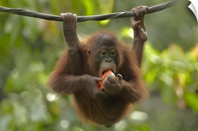 Orangutan (Pongo pygmaeus) young eating fruit, Sabah, Borneo, Malaysia