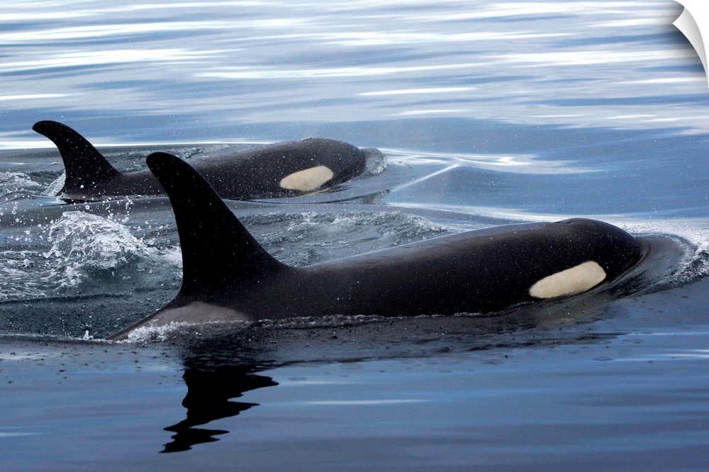 Orca mother and calf surfacing, Prince William Sound, Alaska