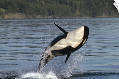Orca (Orcinus orca) breaching along the Inside Passage, Alaska