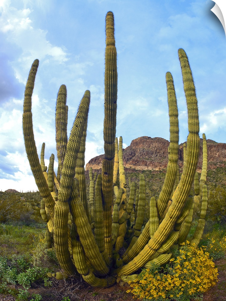 Organ Pipe Cactus (Stenocereus thurberi) Arizona