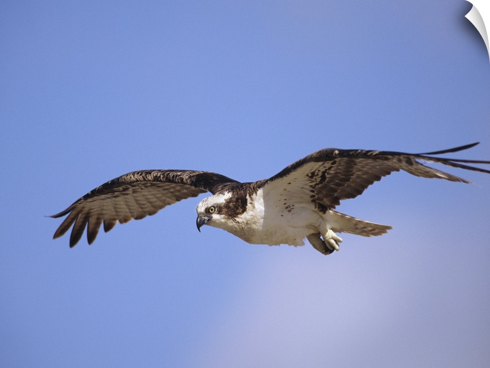 Osprey (Pandion haliaetus) flying, North America