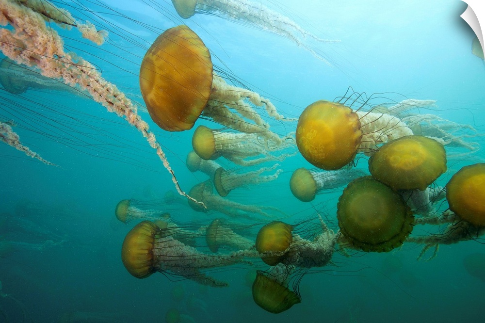 sea nettles, Chrysaora fuscescens, Monterey Bay National marine Sanctuary, Monterey, California
