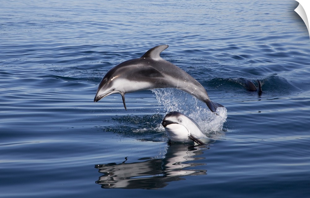 Pacific White-sided Dolphin pair jumping, Nine Mile Bank, San Diego, California.