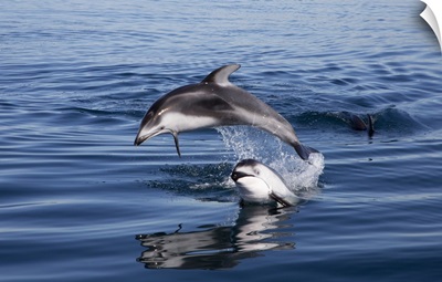 Pacific White-sided Dolphin pair jumping, Nine Mile Bank, San Diego, California