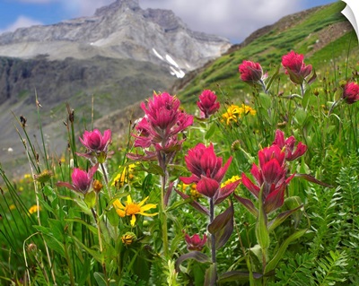 Paintbrush (Castilleja sp) flowers, Yankee Boy Basin, Colorado