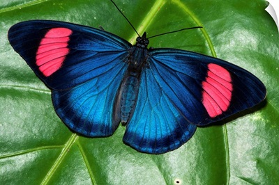 Painted Beauty butterfly, Yasuni National Park, Amazon, Ecuador