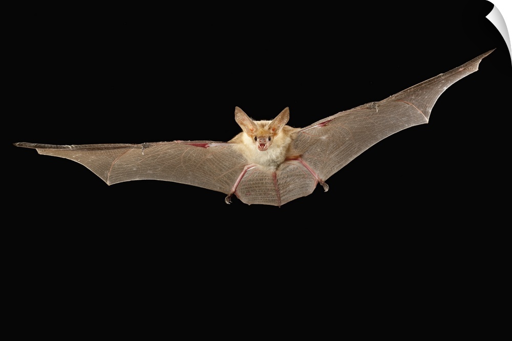 A pallid bat (Antrozous pallidus) flying at night near Sulphur Springs, high-desert habitat, Washington.