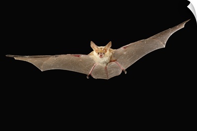 Pallid Bat (Antrozous pallidus) flying at night, Washington