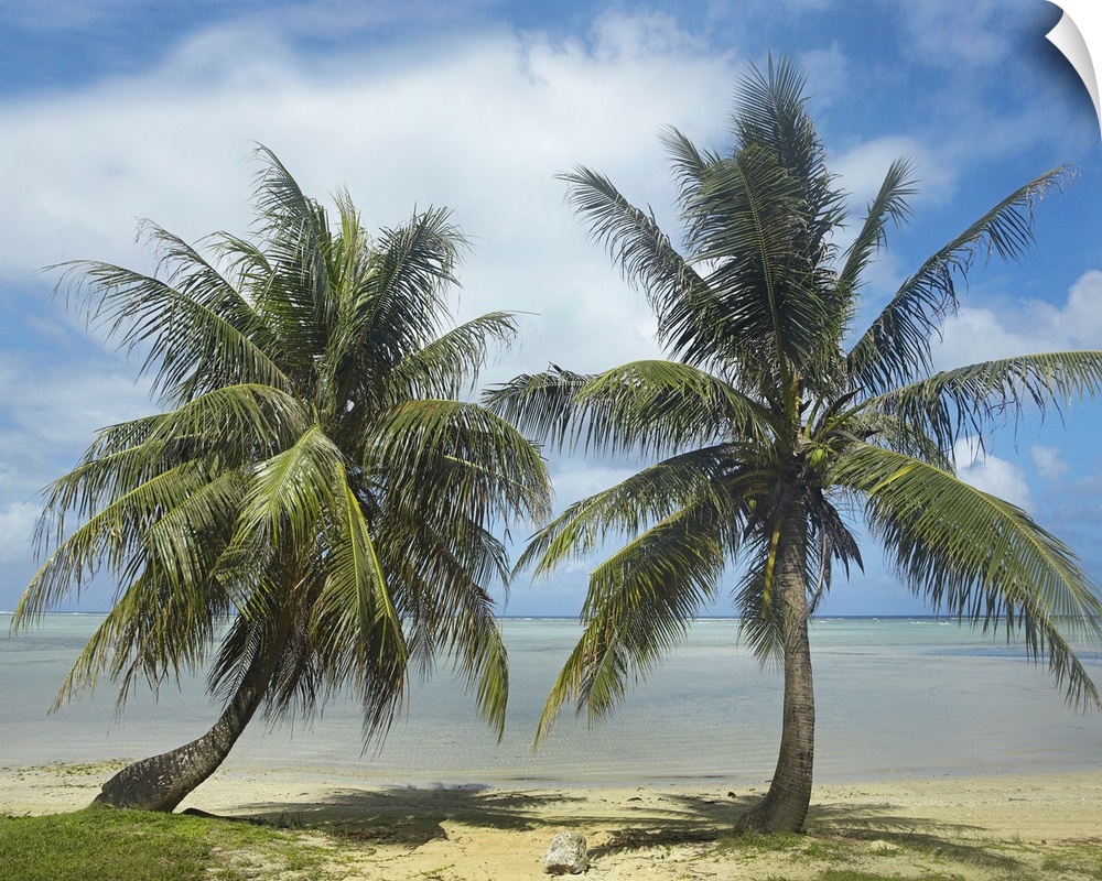 Two trees growing in the sand of a tropical beach in this landscape photograph.