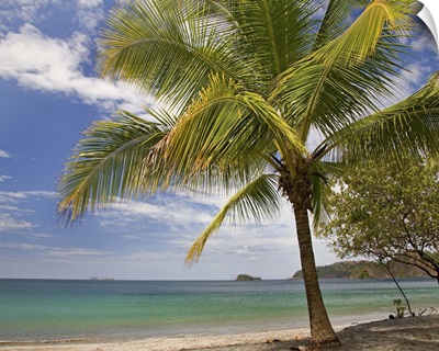 Palm trees line Penca Beach, Costa Rica