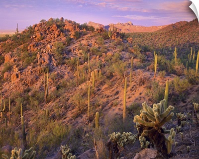 Panther and Safford Peaks covered with Saguaro  and Teddybear Cholla Saguaro