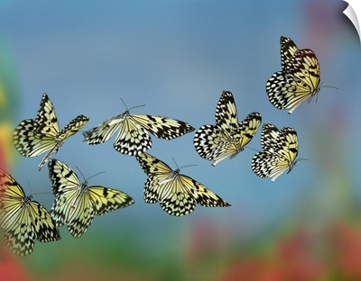Paper Kite Butterflies Flying, Philippines