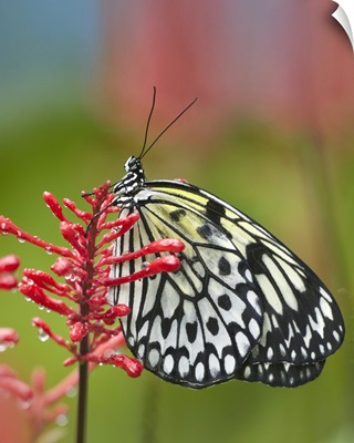 Paper Kite (Idea leuconoe) butterfly, native to Asia