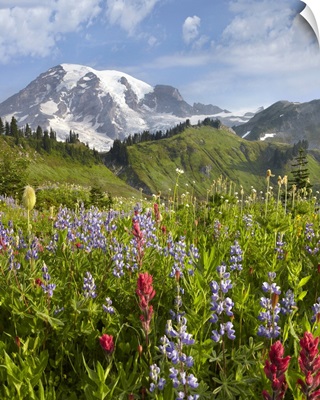 Paradise Meadow and Mount Rainier, Mount Rainier National Park, Washington