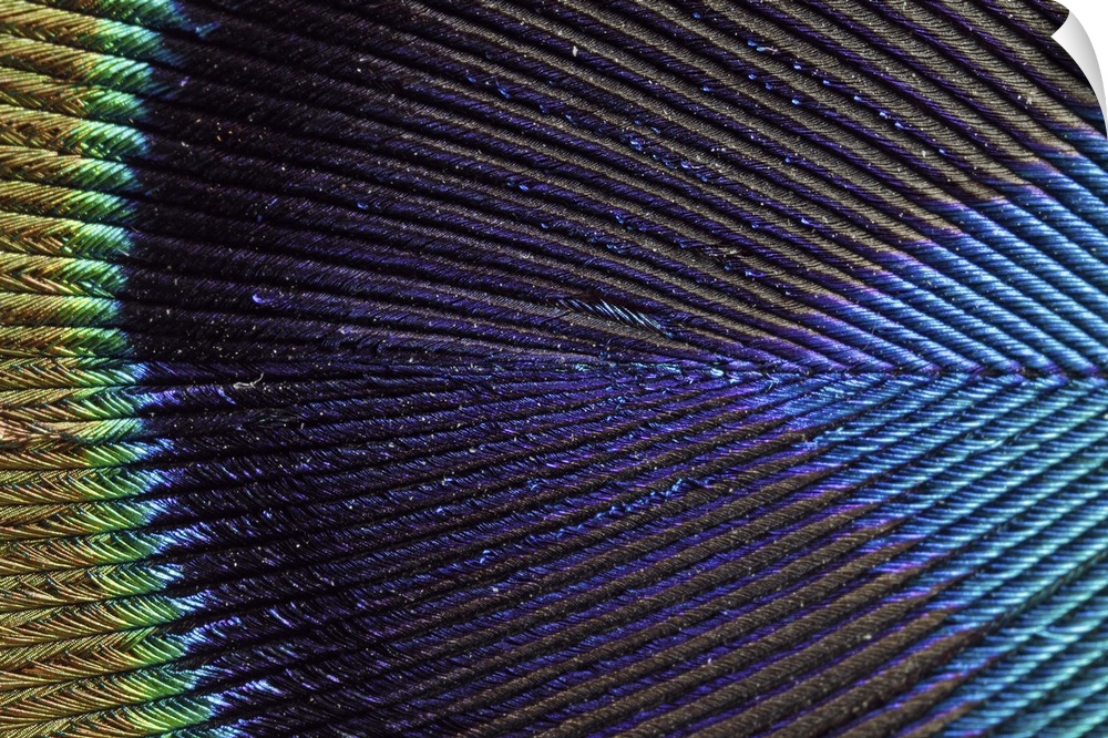 Wall art of the up close view of a peacock feather.