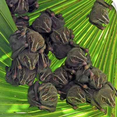 Peters' Tent-making Bat (Uroderma bilobatum) group, Barro Colorado Island, Panama