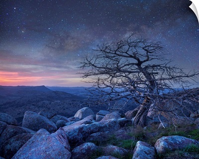 Pine Tree At Night, Mount Scott, Wichita Mountains NWR, Oklahoma