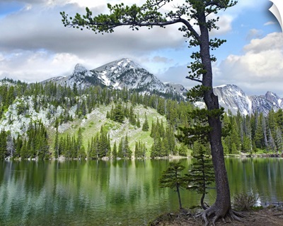 Pine trees reflected in Fairy Lake, Montana