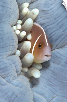 Pink Anemonefish, sheltering in Magnificent Sea Anemone, Indonesia