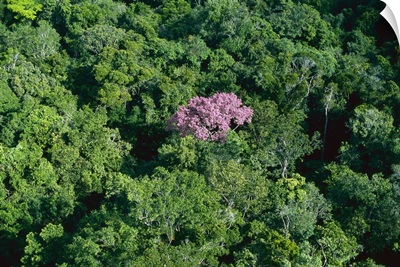 Pink flowering tree in rainforest canopy, Canaima National Park, Venezuela