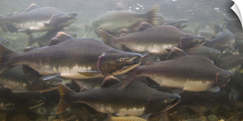 Pink Salmon (humpback salmon, Oncorhynchus gorbuscha) in Indian River, Sitka, Alaska