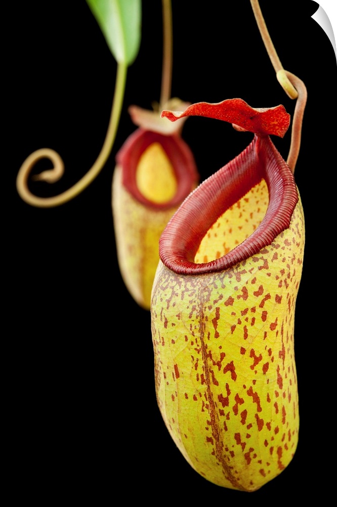 Horticulturally-produced pitcher plant hybrid. Nepenthes aristolochioides x ventricosa (0620-0)
