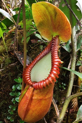 Pitcher Plant pitcher, Gunung Trus Madi, Sabah, Borneo, Malaysia