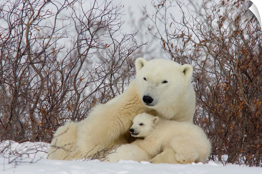 Polar Bear female with cub, Ursus maritimus, Churchill, Manitoba
