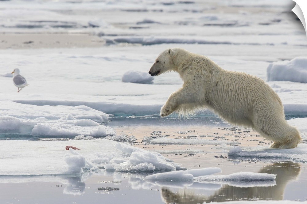 Polar Bear (Ursus maritimus) jumping between ice floes, Svalbard, Norway.