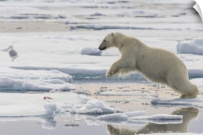 Polar Bear jumping between ice floes, Svalbard, Norway