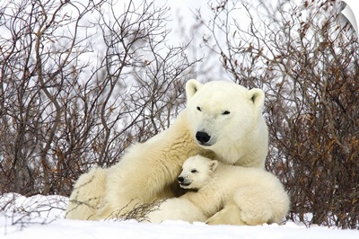 Polar Bear three month old cub interrupts nursing to look around