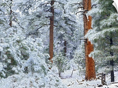 Ponderosa Pine (Pinus ponderosa) forest in snow, Grand Canyon National Park, Arizona