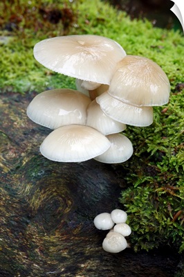 Porcelain Mushroom group, Hessen, Germany