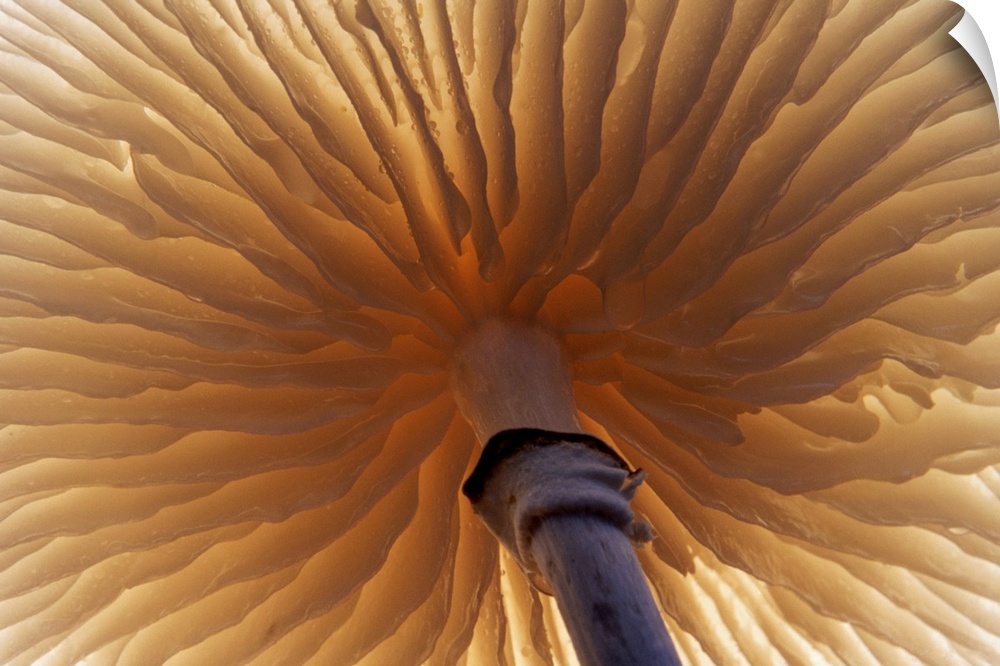 Landscape, close up photograph of the bottom gills and the stem of a porcelain mushroom, in Europe.