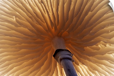 Porcelain Mushroom or Poached Egg Fungus detail of gills on the underside, Europe