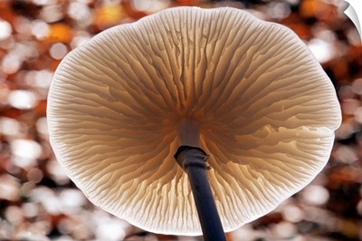 Porcelain Mushroom or Poached Egg Fungus detail of gills on the underside, Europe