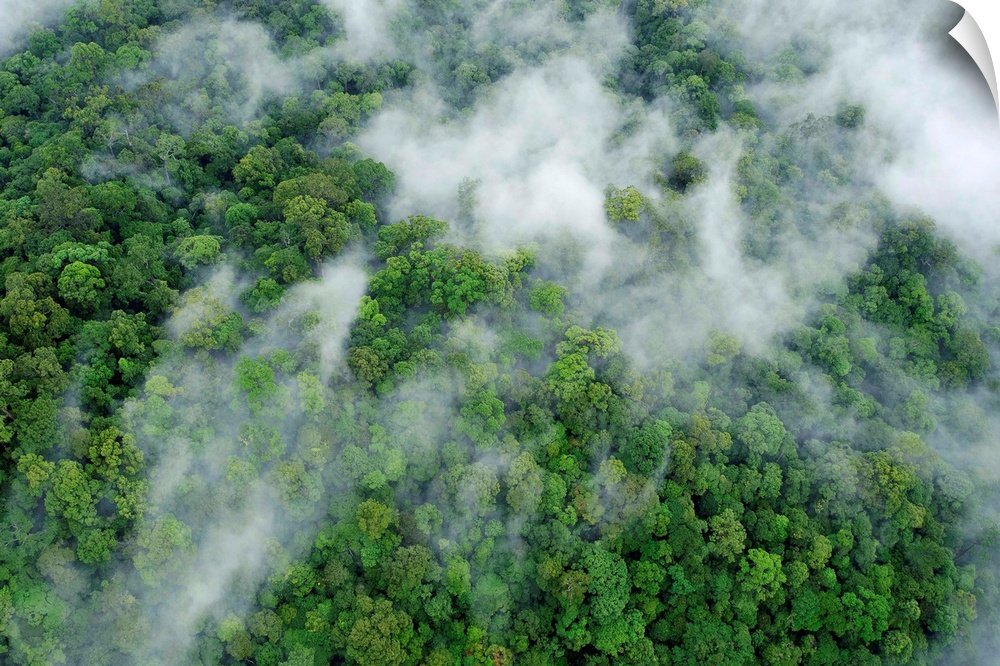 An aerial view of virgin rainforest in eastern Sabah.
