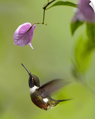 Purple-throated Woodstar hummingbird hovering near Bougainveillea flower