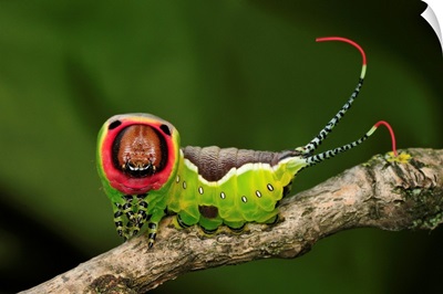 Puss Moth caterpillar, Switzerland